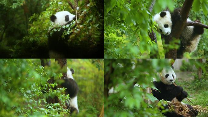 熊猫视频素材