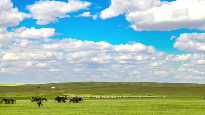 内蒙古大草原风景牛羊