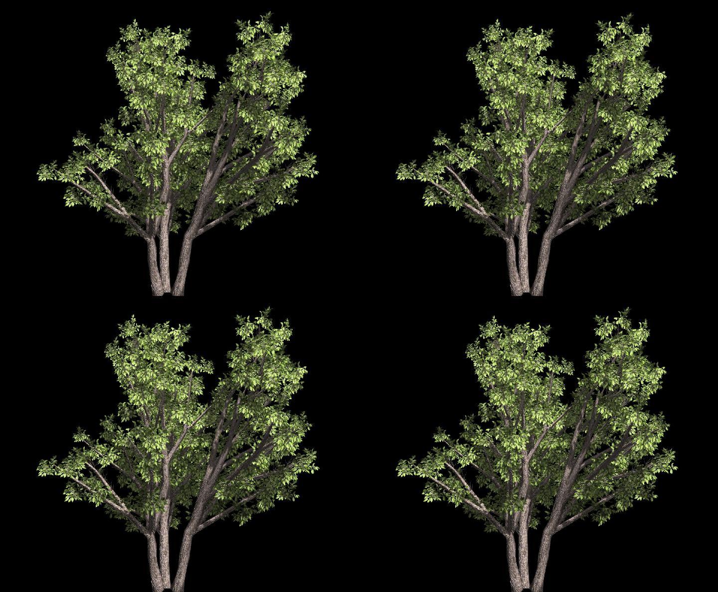 冬青树——植物摇曳动画带通道