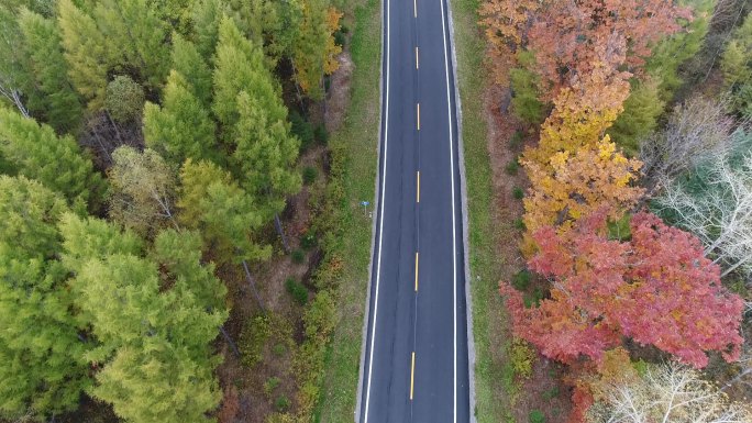 森林公路美景航拍原素材