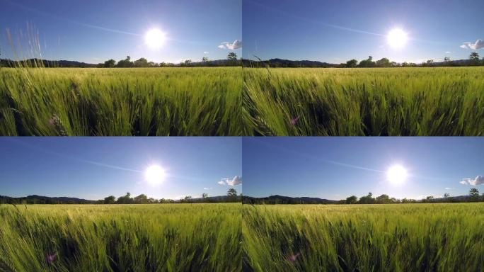 太阳下的小麦