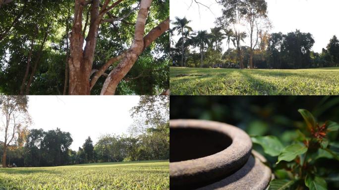 公园小院树林雨林树叶树花