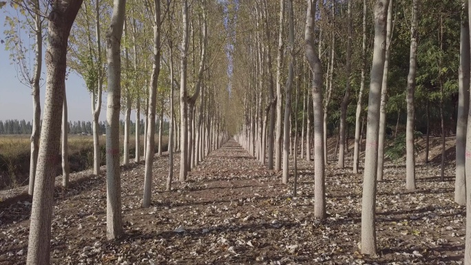 秋树林无限延伸的长廊（4k/d-log）