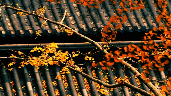 枫叶秋韵--青瓦褐壁