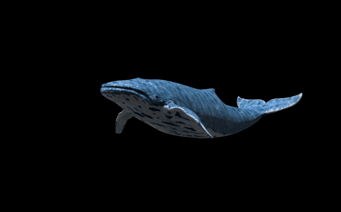 鲸鱼（02）-alpha通道