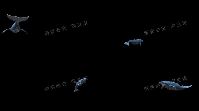 鲸鱼（02）-alpha通道