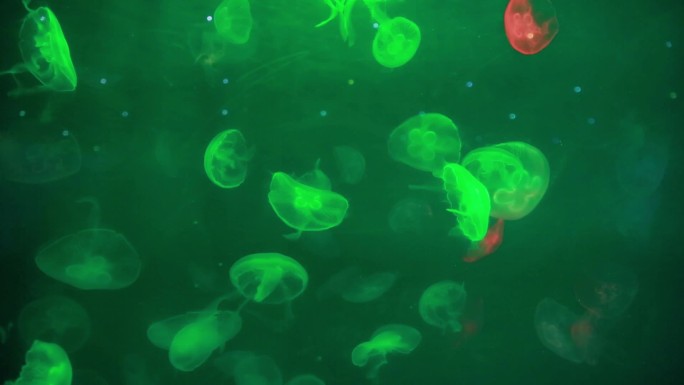 2组深圳海洋世界水母实拍25秒