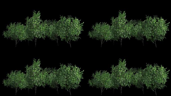 绿篱植物—植物摇曳动画带通道