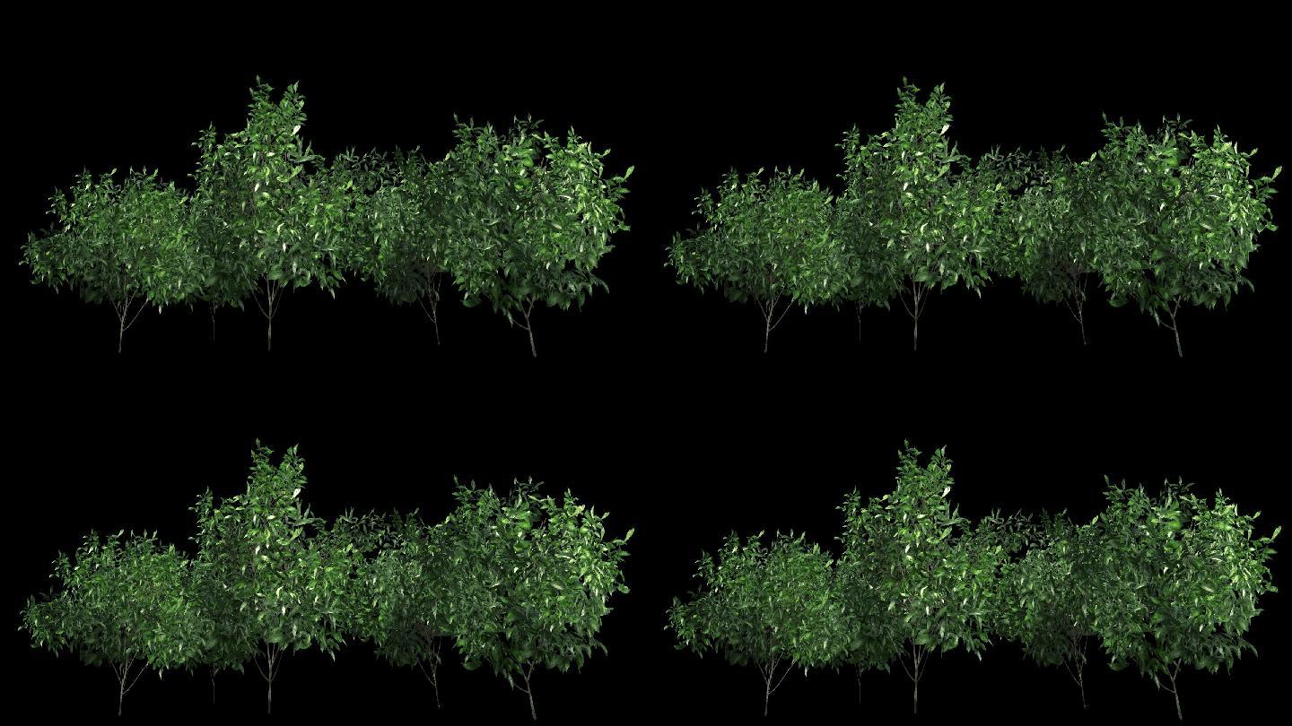 绿篱植物—植物摇曳动画带通道