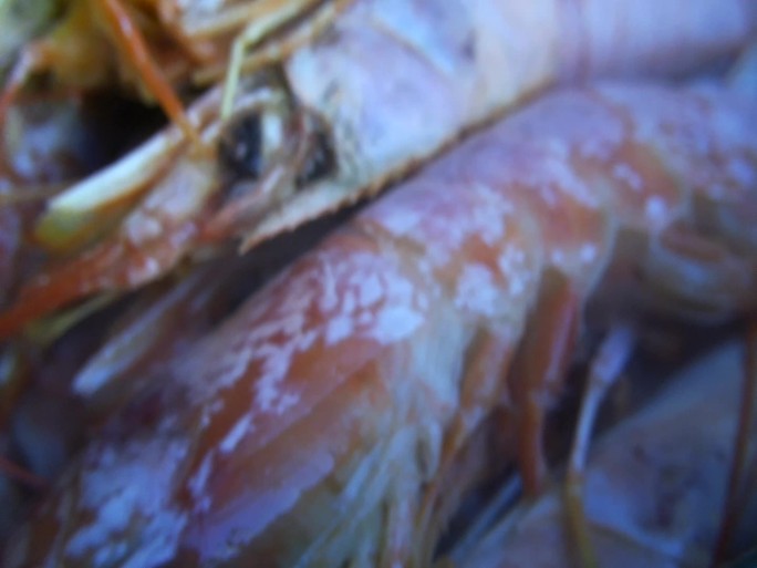 特写海鲜大虾红虾虾须高清视频
