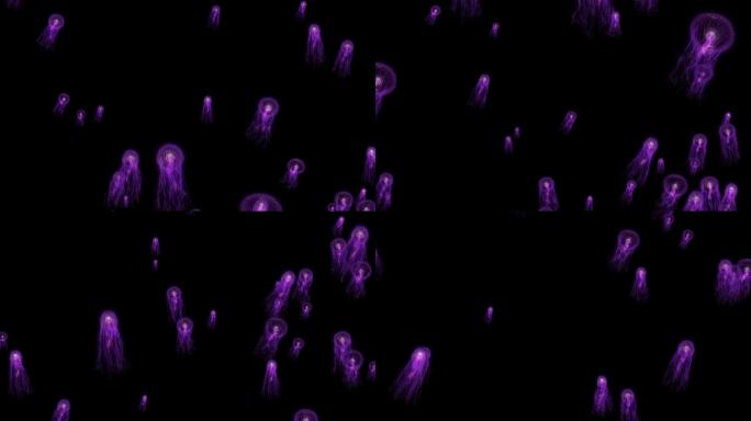 紫色水母上升无限循环带通道