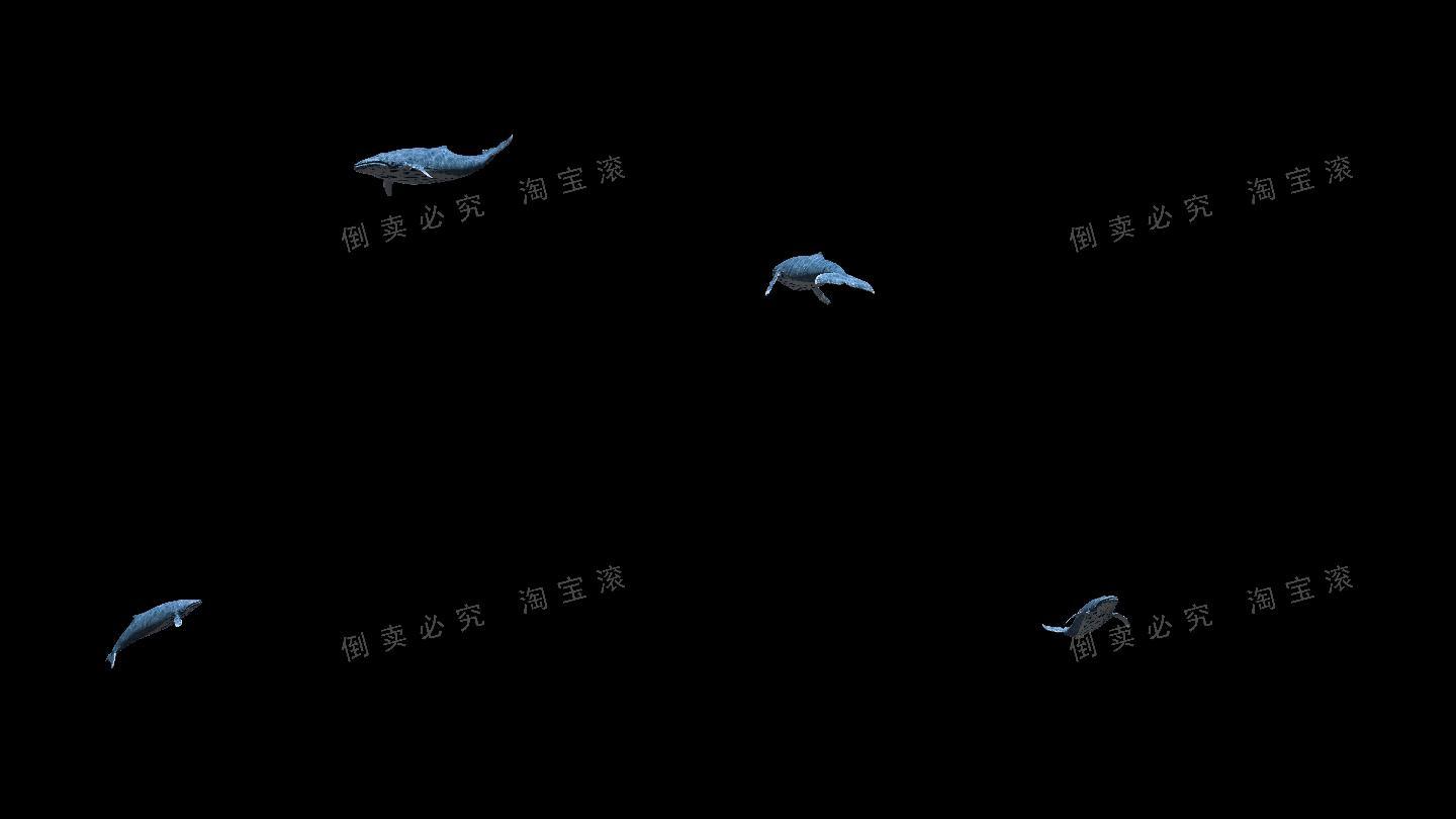 鲸鱼4k（05）-alpha通道