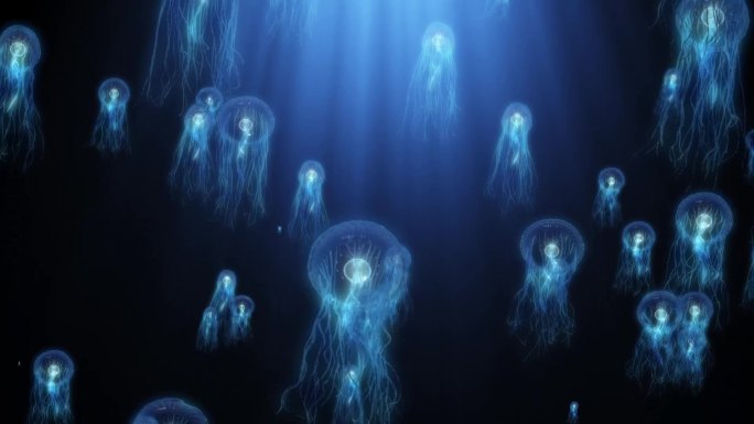深海水母上升循环
