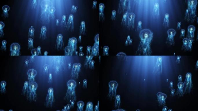 深海水母上升循环