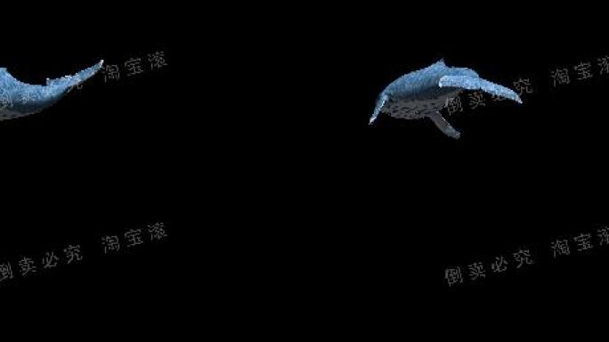 鲸鱼-宽屏（01）-alpha通道