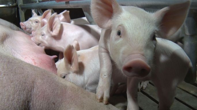 国内现代化生猪养殖，小猪繁育（原创）