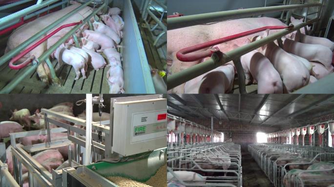 国内现代化生猪养殖，小猪繁育（原创）