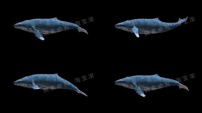 鲸鱼（02）-alpha循环通道