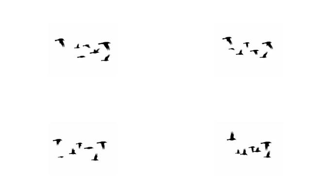 鸟群循环