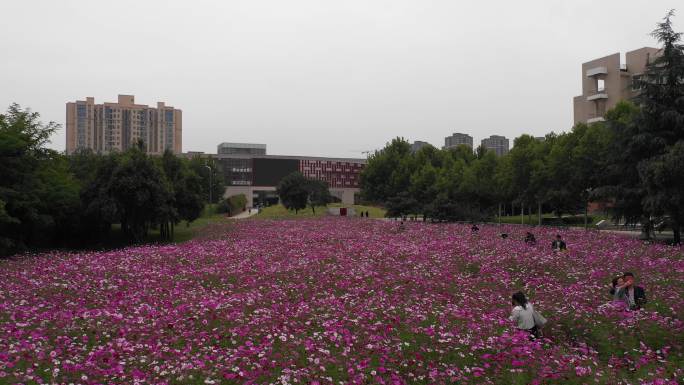 4K-log陕西师范大学花海航拍