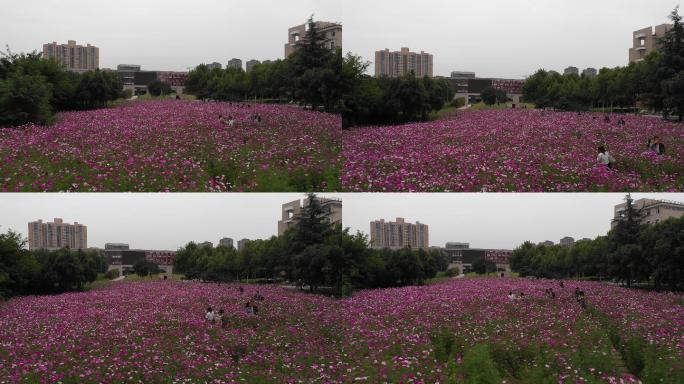 4K-log陕西师范大学花海航拍