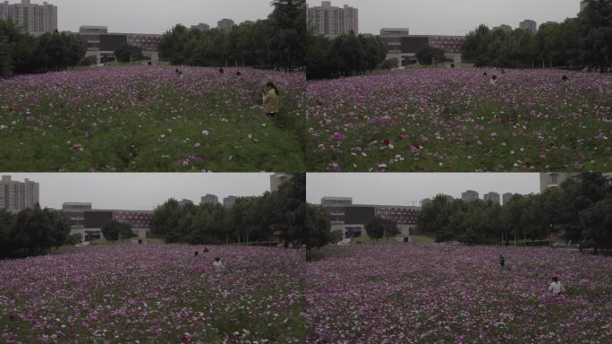 4K-log陕西师范大学花海赏花