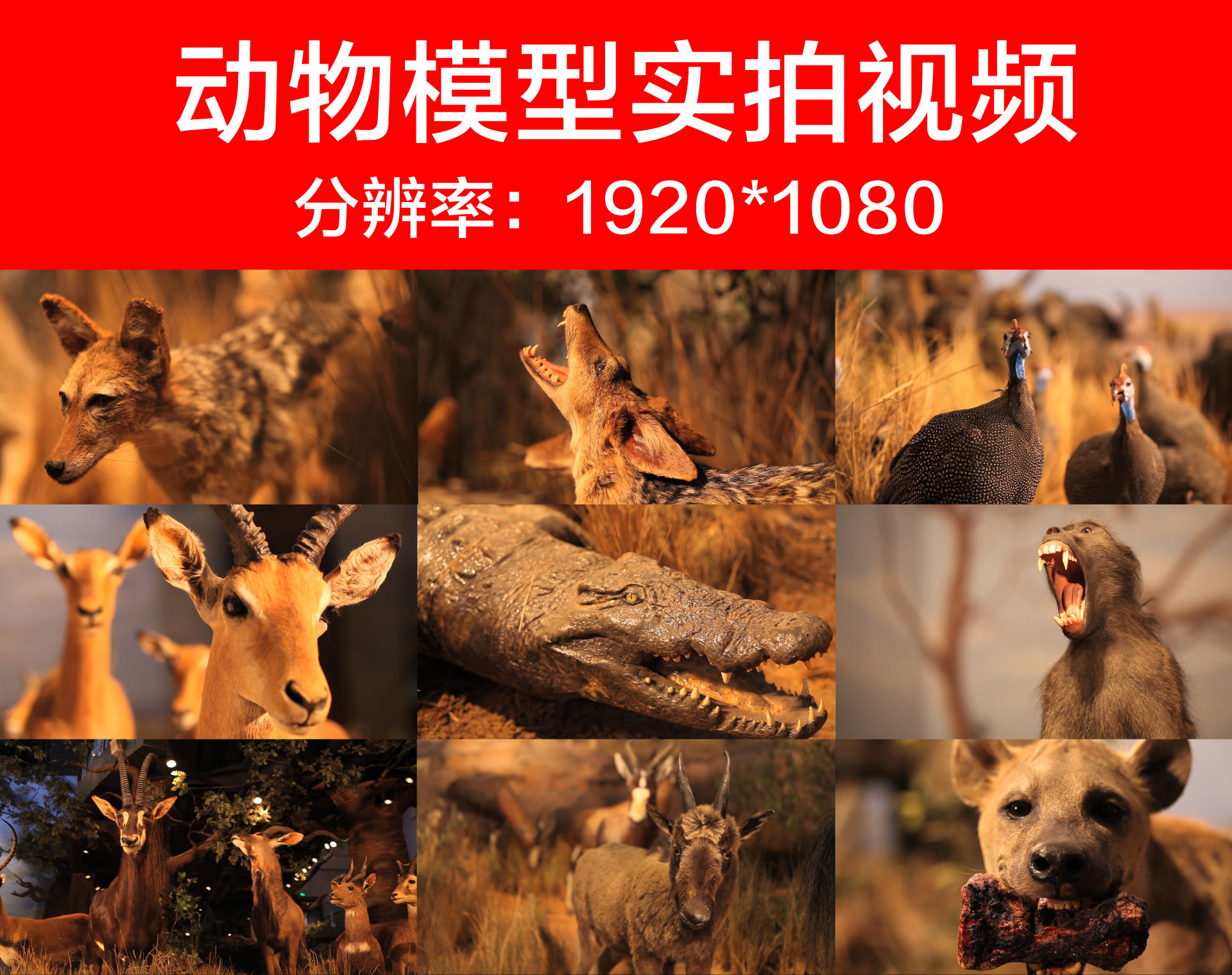 山东博物馆非洲野生动物