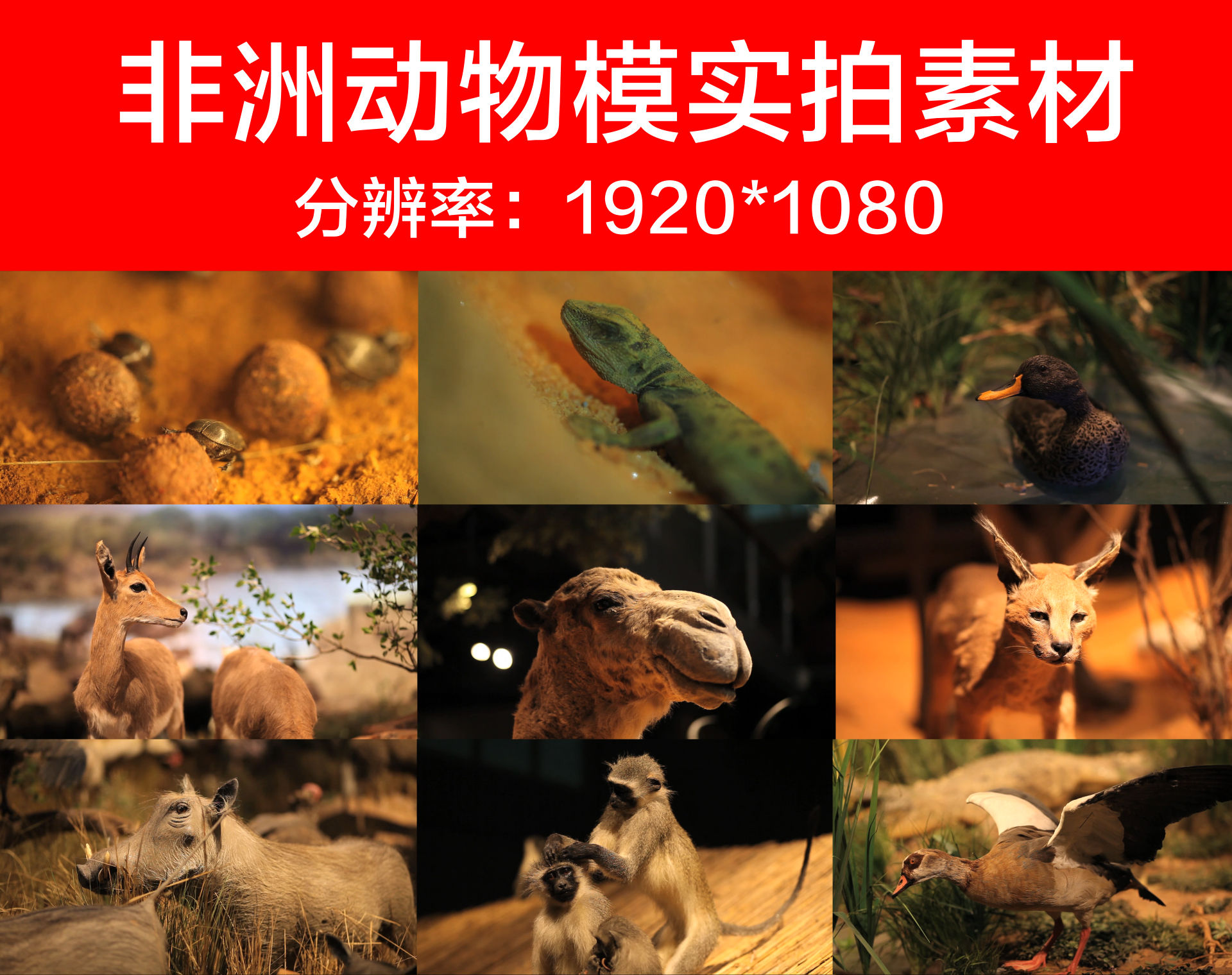 非洲动物模型实拍素材