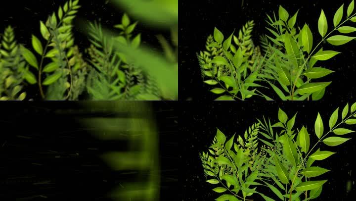 植物树丛带通道