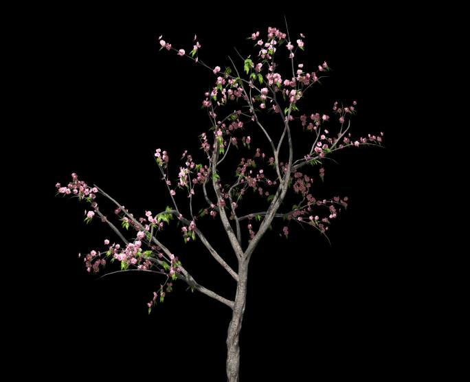 桃花树——植物摇曳动画带通道