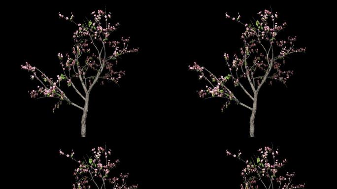 桃花树——植物摇曳动画带通道