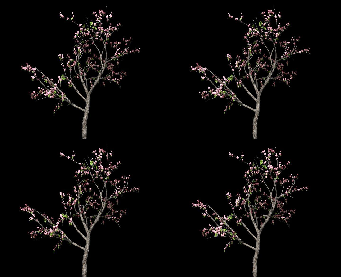 桃花树——植物摇曳动画带通道