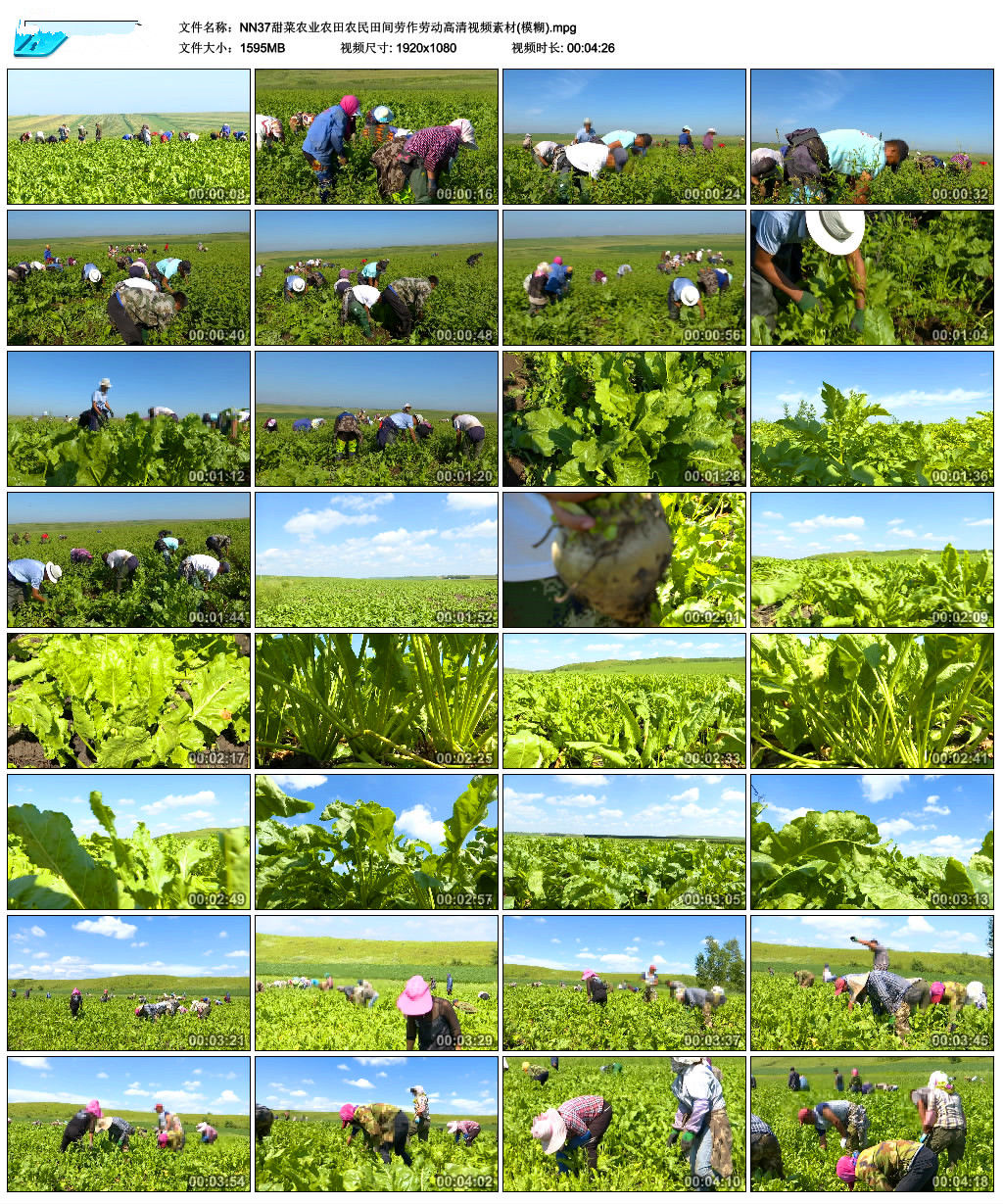 甜菜农业农田农民田间劳作劳动高清视频素材