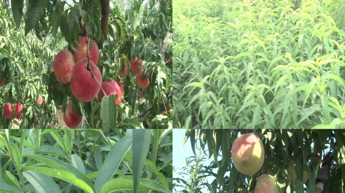 桃桃子桃苗桃基地桃产品桃苗木桃园子桃林