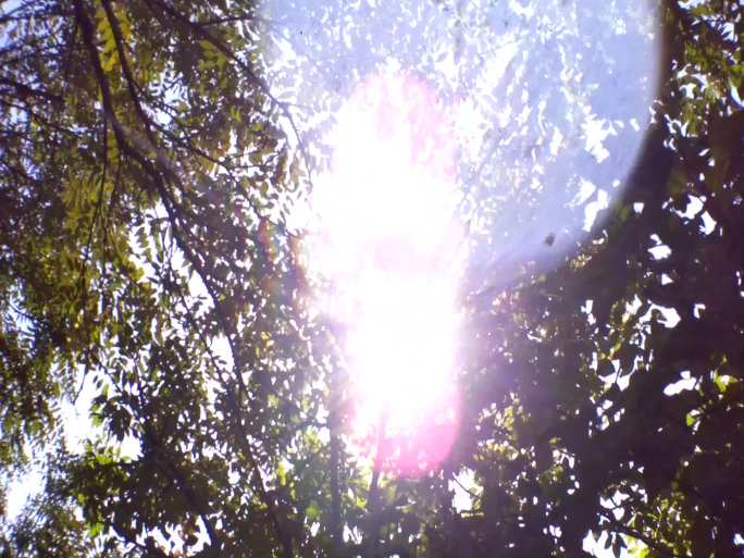 实拍树林树杈透光光线高清视频