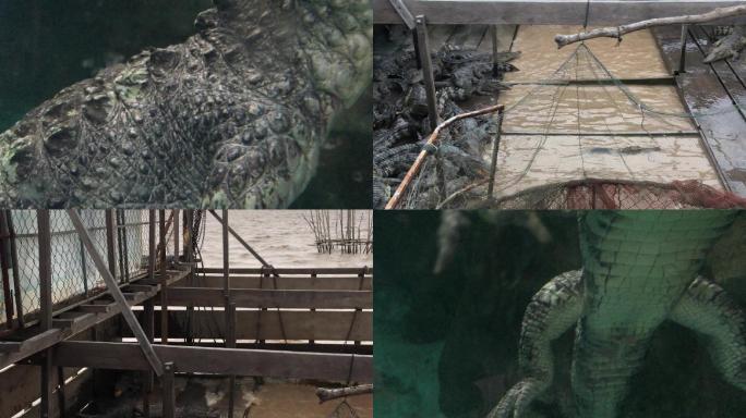 江中养殖场野生鳄鱼扬子鳄高清视频