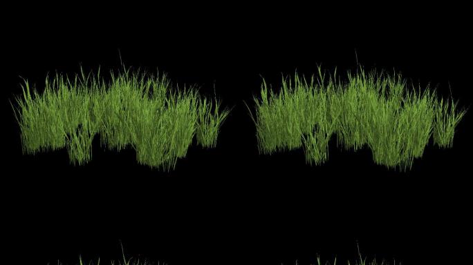 河滩水草——植物摇曳动画带通道