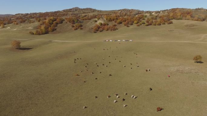 草原羊群牛群航拍视频素材Dlog