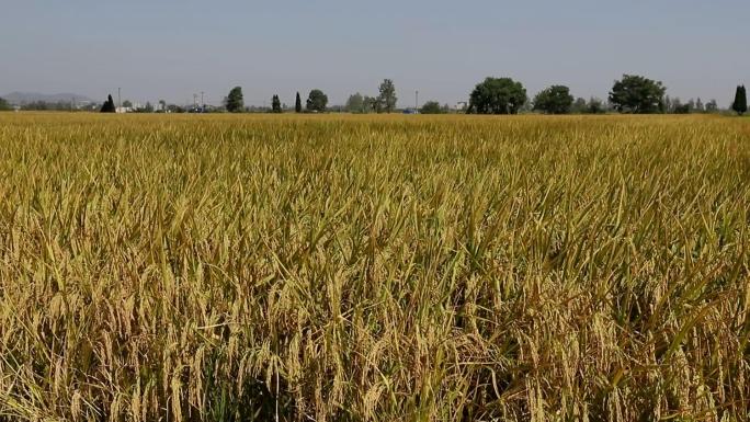 秋季金黄色沉甸甸成熟水稻实拍高清视频