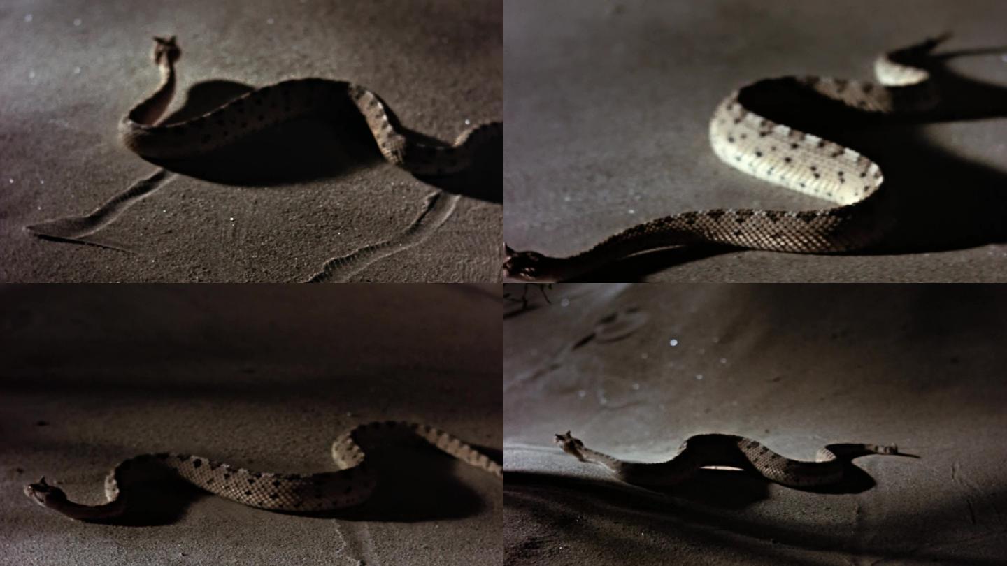 莫哈韦沙漠响尾蛇 库存照片. 图片 包括有 绿色, 爬行动物, 含毒物, 危险, 敌意, 母狗, 爬虫学, 莫哈韦沙漠 - 2757752