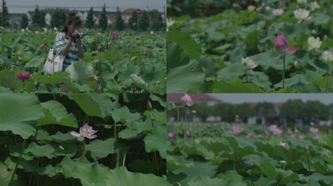 荷花拍摄摄影荷花池花朵
