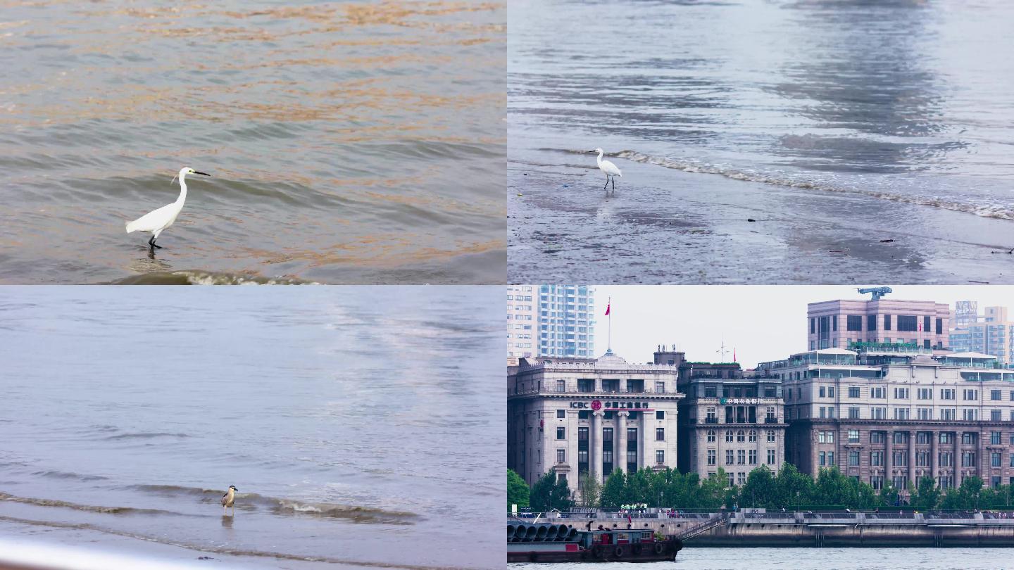 上海外滩万国建筑轮船海鸥鸟河