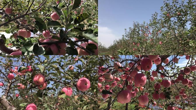 4k苹果果园红富士洛川陕西苹果