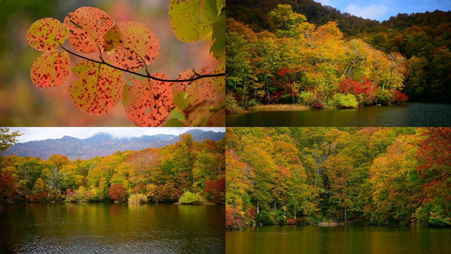春夏秋季红叶森林湖水大自然景观 19x1080 高清视频素材下载 编号 实拍视频 Vj师网www Vjshi Com
