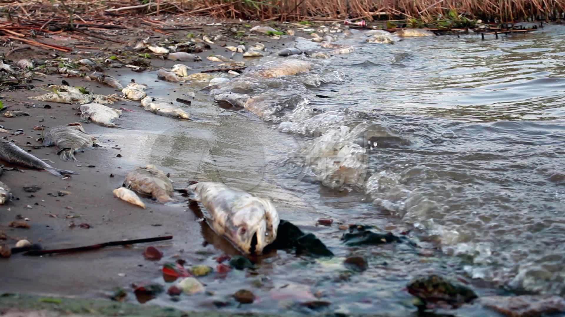 西海岸新区：沿海渔民晒鱼忙，成就独特民俗风景-青岛西海岸新闻网