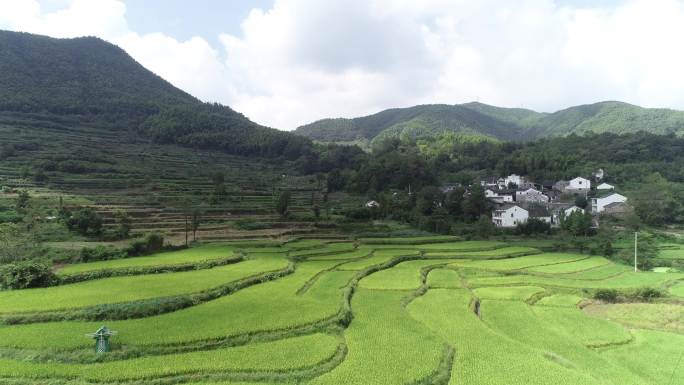 航拍绿色梯田风景