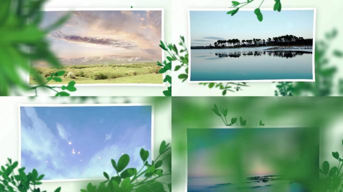 自然绿叶丛照片展示folder