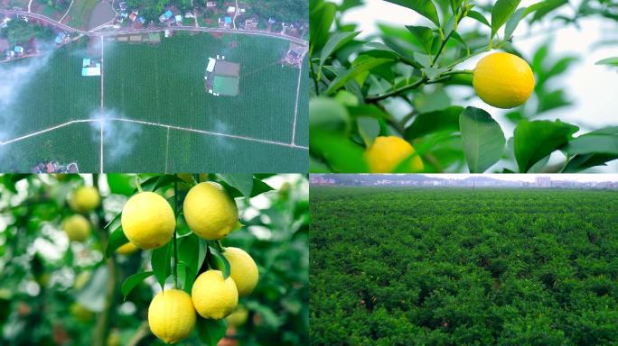 柠檬基地柠檬柠檬防虫除草施肥