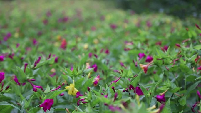 紫茉莉地雷花晚饭花绿化植物可商用