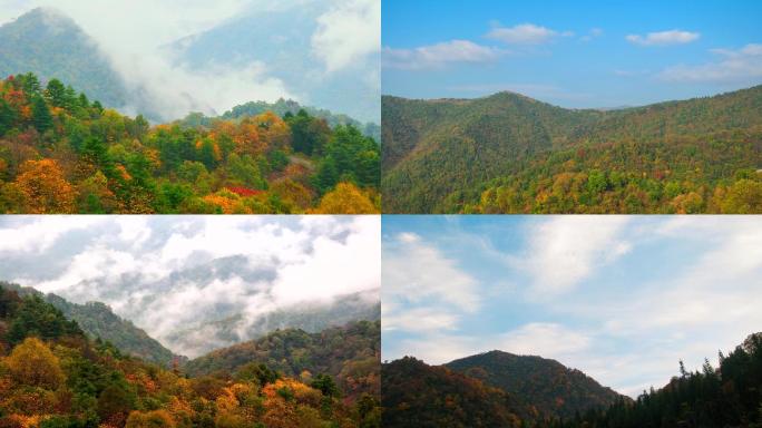 可以商用 高清秋天彩色森林延时摄影